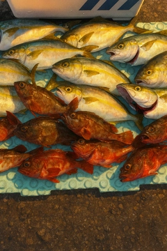 ショゴの釣果