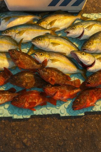 ショゴの釣果