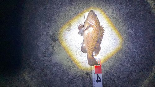 ノミノクチの釣果