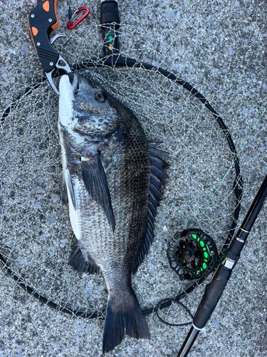 チヌの釣果