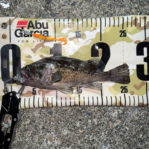 クロソイの釣果