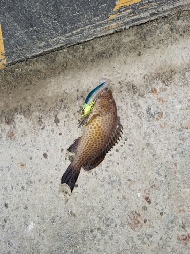 田辺湾