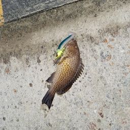オオモンハタ