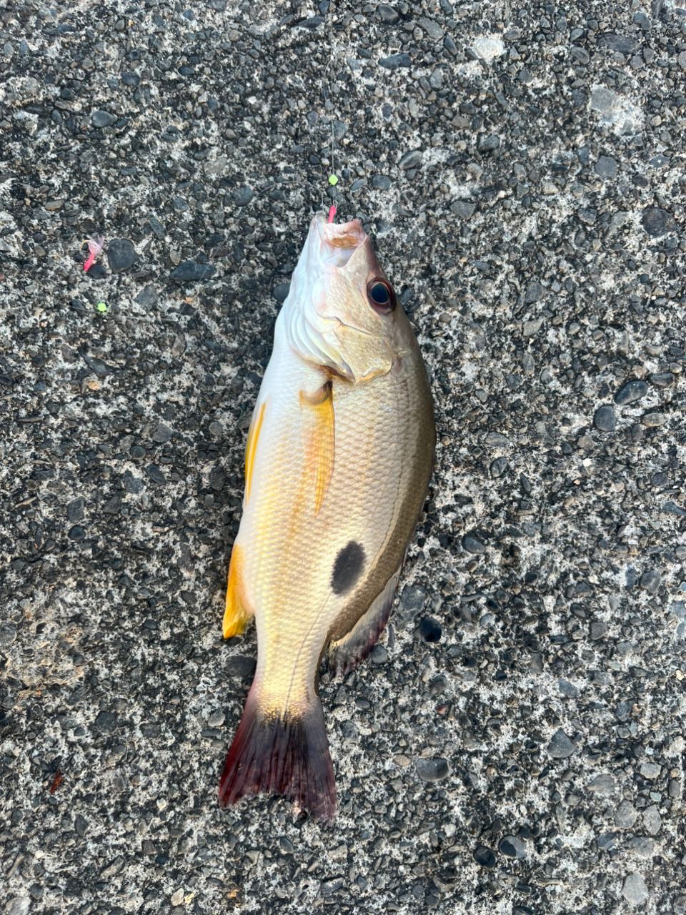 クロホシフエダイ