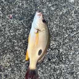 クロホシフエダイ