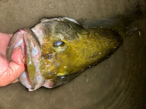 ラージマウスバスの釣果
