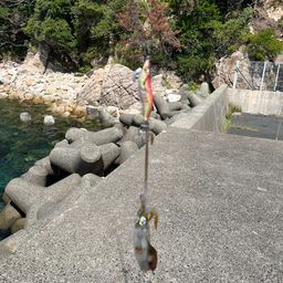 アオリイカ