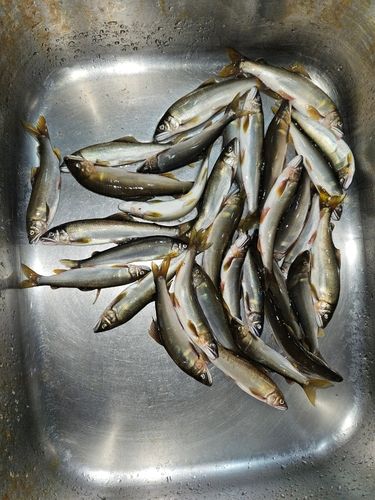 アユの釣果