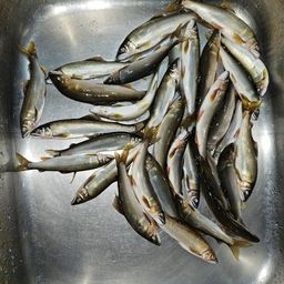 アユ