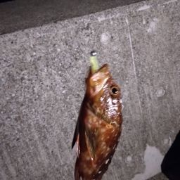 カサゴ