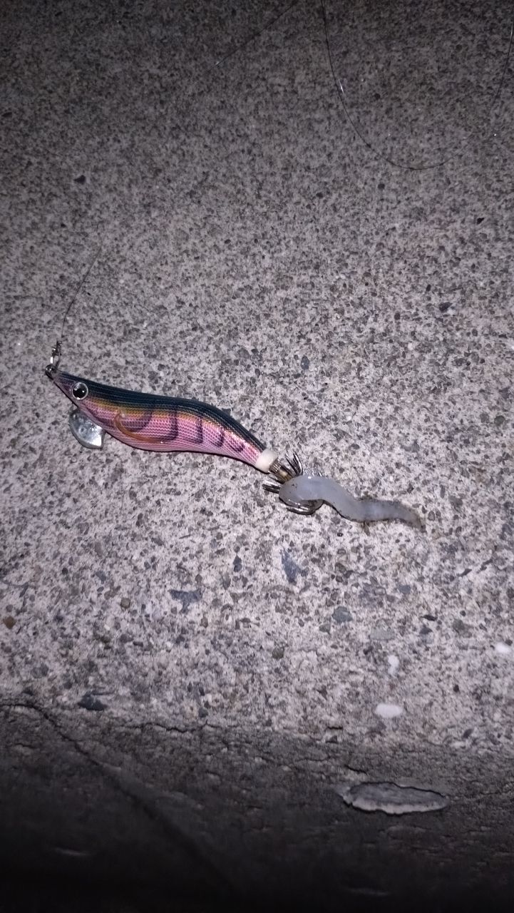 カサゴ