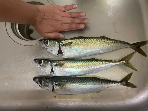 サバの釣果