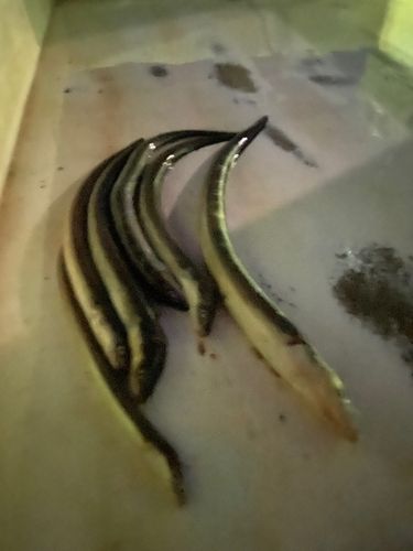 アナゴの釣果