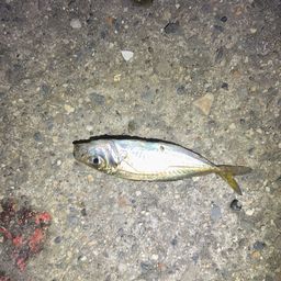 アジ