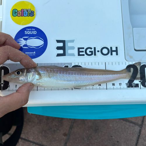 キスの釣果