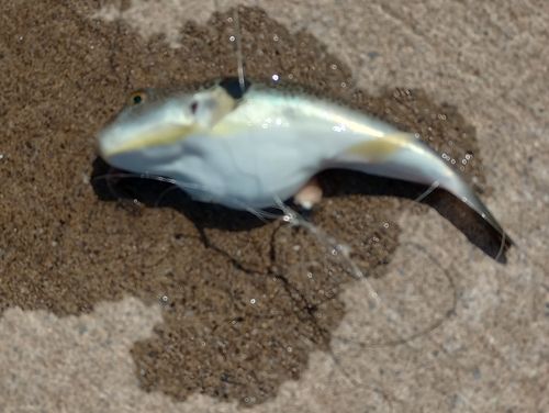 クサフグの釣果