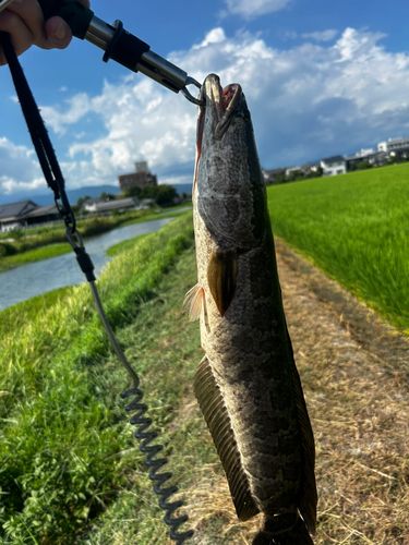 ライギョの釣果