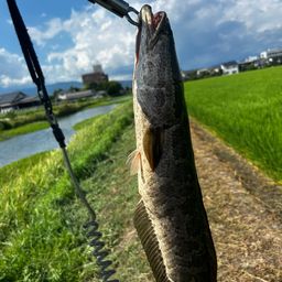 ライギョ