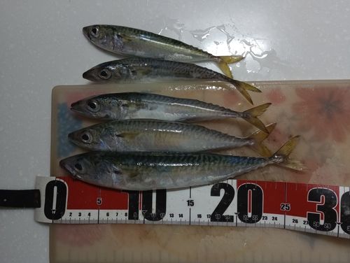 サバの釣果