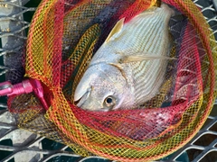 ヘダイの釣果