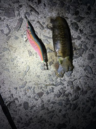 アオリイカの釣果