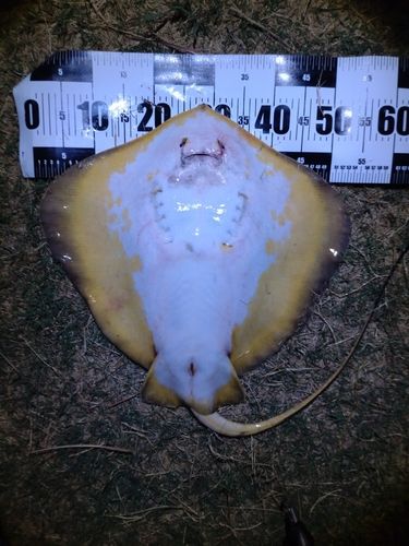 アカエイの釣果