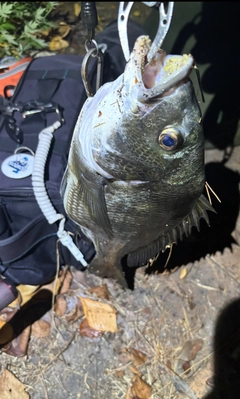 チヌの釣果