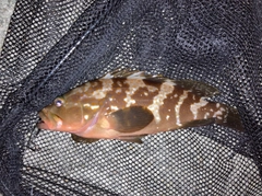 キジハタの釣果