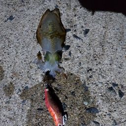 アオリイカ