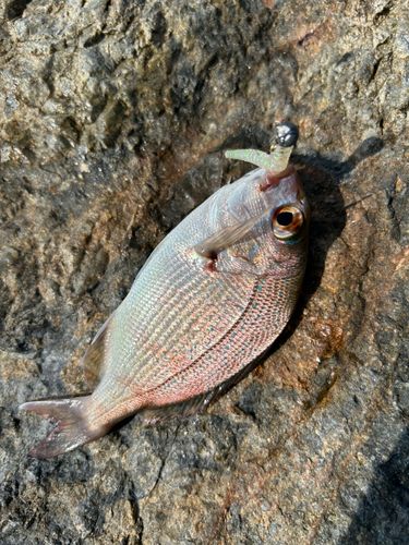 チャリコの釣果