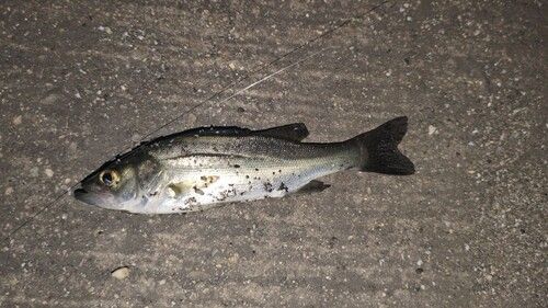 セイゴ（マルスズキ）の釣果