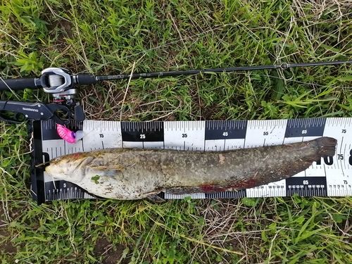 ナマズの釣果