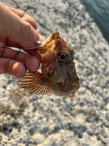 カサゴの釣果