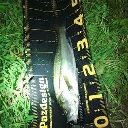 セイゴ（マルスズキ）