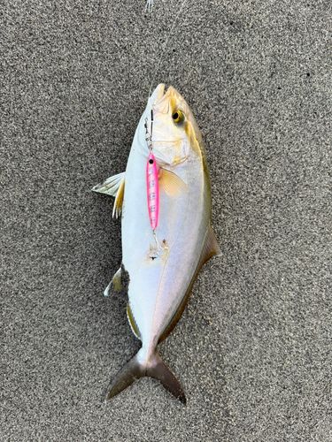 ショゴの釣果