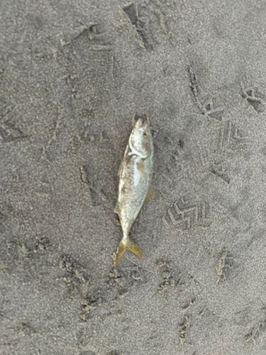 鮫島海岸