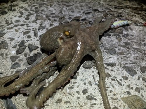 タコの釣果