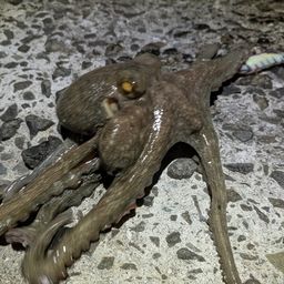 タコ