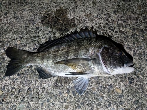 チヌの釣果