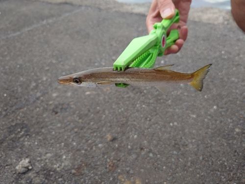 カマスの釣果
