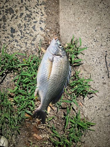 キビレの釣果