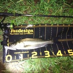 セイゴ（マルスズキ）