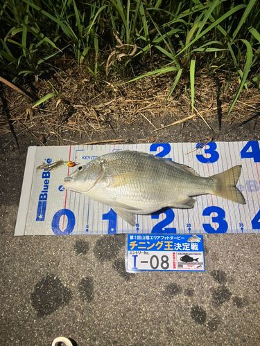 キビレの釣果