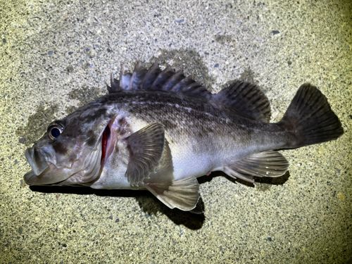 クロソイの釣果
