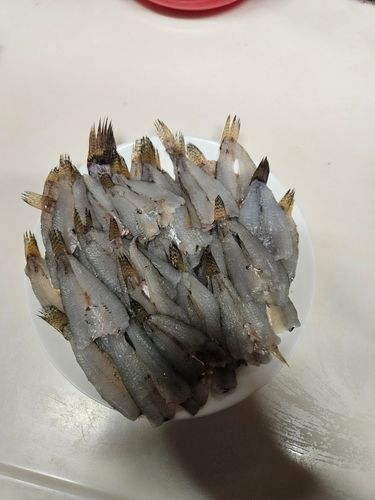 三河臨海緑地