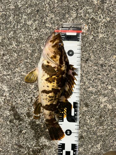 タケノコメバルの釣果