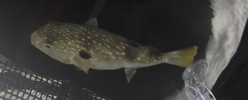 クサフグの釣果