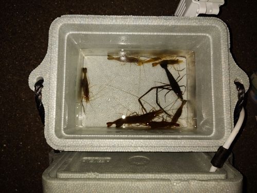 テナガエビの釣果
