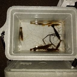 テナガエビ