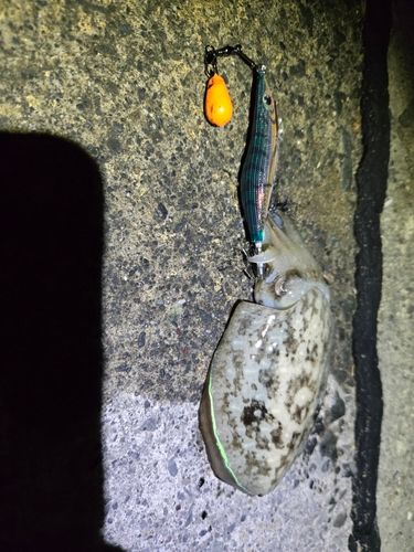 コウイカの釣果